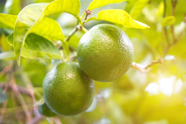 istock Green limes on the tree at summer. 1067962404