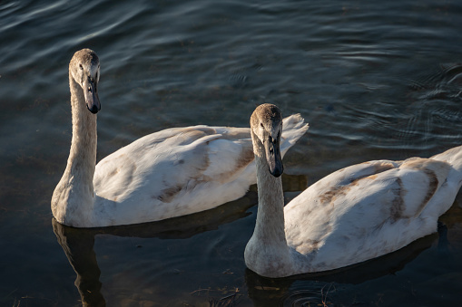 Pair of mute swans (Cygnus olor) swimming in a pond.