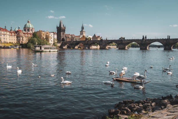 istock Swans on river Vltava with Charles Bridge in the background 1067971766