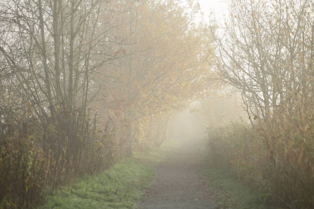istock Path Through Fog in Fraser Valley, Canada 1067978882