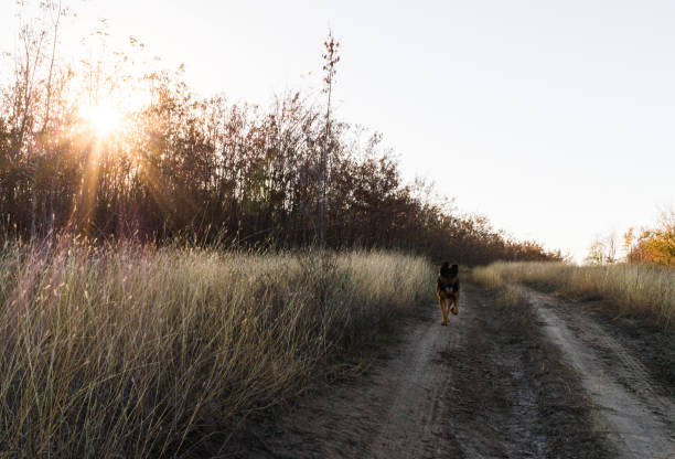 istock German shepherd in a picturesque forest glade 1067983060