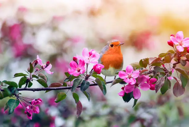 Photo of little bird Robin sitting on a branch of a flowering pink Apple tree in the spring garden of may