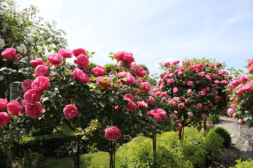 beautiful row of trees with pink flowering roses in the garden with a beautiful blue sky