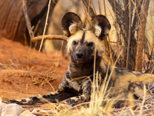 istock Lucan in Namibia savannah 1067997260