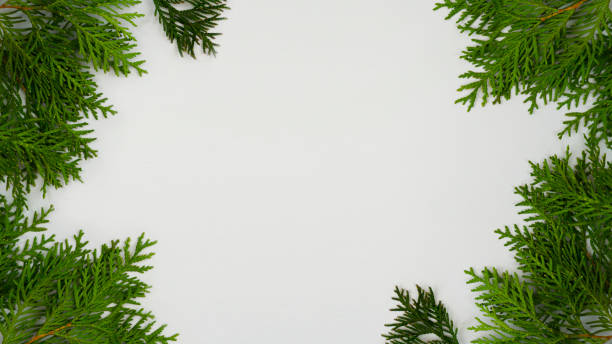 istock Vignette from the branches of thuja 1068006108