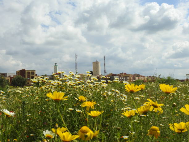 istock Field of flower 1068006976