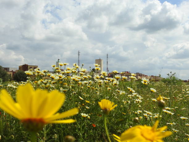 istock Field of flower 1068010052