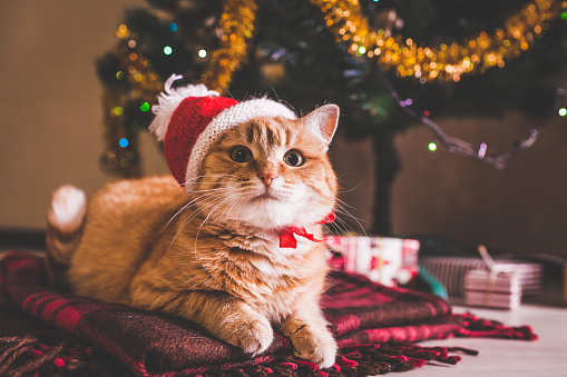 Red cat wears Santa's hat lying under Christmas tree. Christmas and New year concept