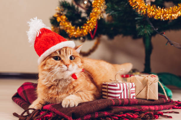 istock Red cat wears Santa's hat under Christmas tree. Christmas and New year concept 1068012770