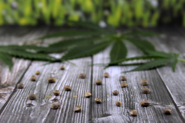 istock Cannabis leaves and seeds on wooden table 1068016782