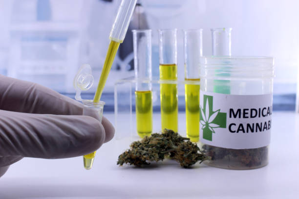 testing cannabis buds for the extraction of medicinal oil - medical marijuana imagens e fotografias de stock