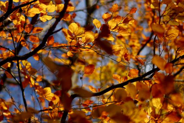 istock Autumn leaves on the trees 1068017254