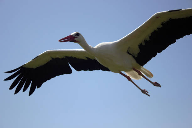 istock White stork flying through the sky 1068017370