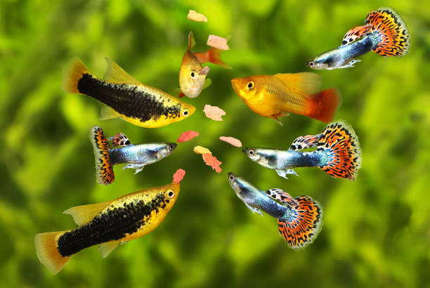 Feeding swarm  tetra aquarium fish eating flake food Feeding swarm  tetra aquarium fish eating flake food fish food stock pictures, royalty-free photos & images