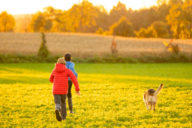istock Boys playing on a farm field with their German Shepherd. 1068020088