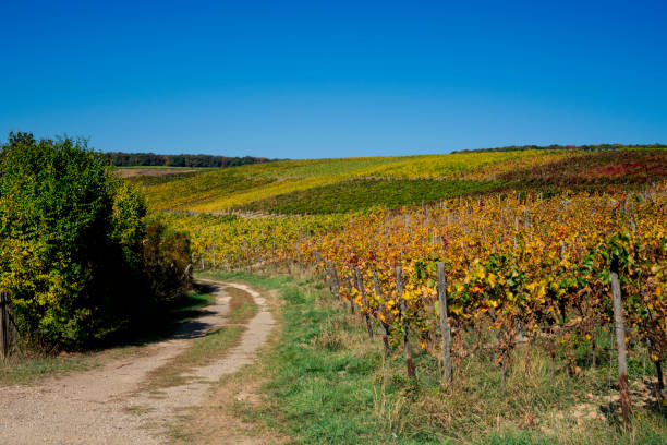 istock vineyard in autumn coloras along route called Weinstrasse, Germany 1068021300