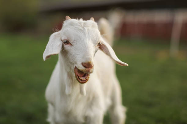 Close up portrait of a young lamb outdoors.