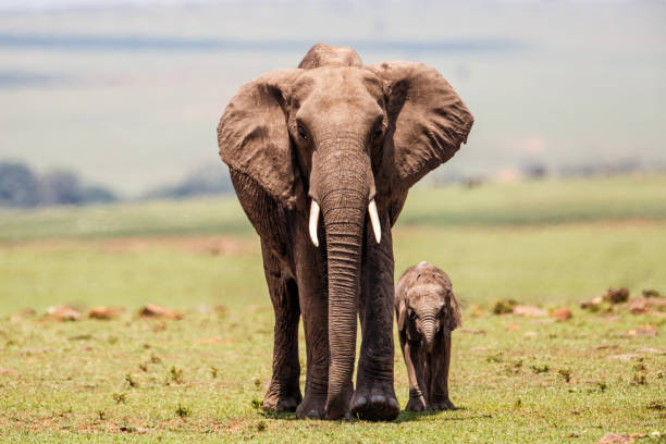 istock Elephant mother with calf Masai Mara in Kenya 1068028844