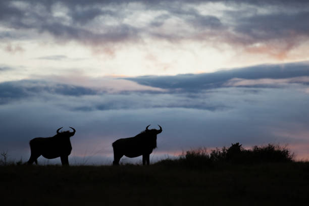 istock Sunrise Blue Wildebeest Silhouette 1068035950