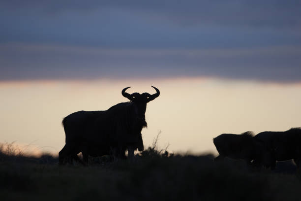 istock Sunrise Blue Wildebeest Silhouette 1068035996