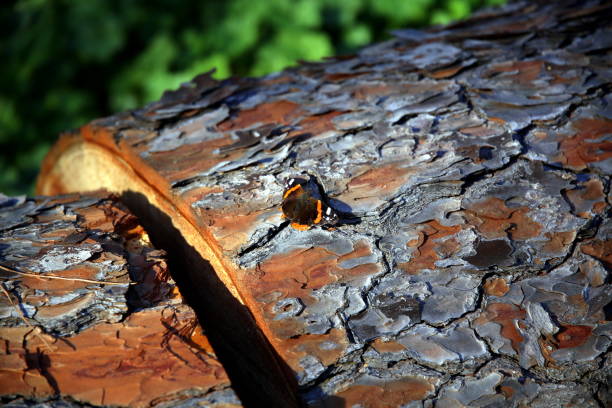 Maritime pine trunk cut, after the big storm,  with a camouflaged butterfly on the sun lighted bark