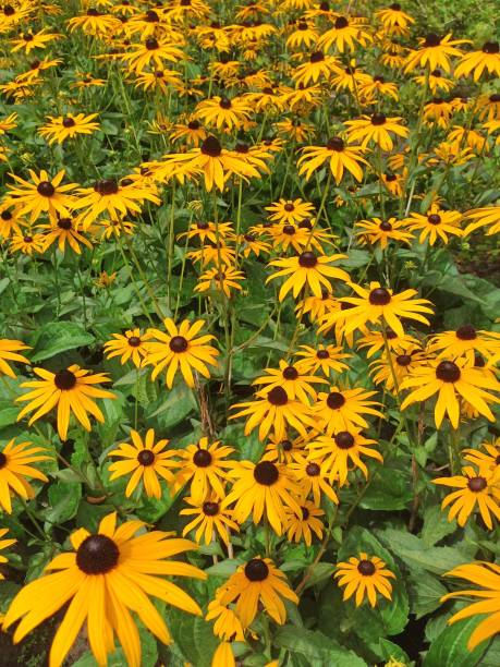 istock Rudbeckia Fulgida flowers 1068037870