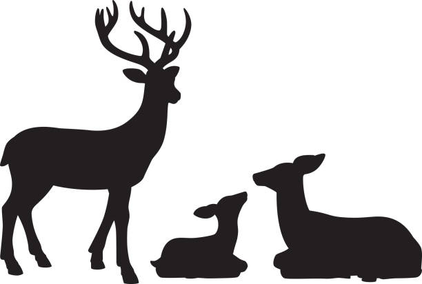 illustrations, cliparts, dessins animés et icônes de silhouettes familial rennes - faon