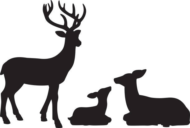 Reindeer Family Silhouettes Vector silhouettes of a family of reindeers. doe deer silhouette stock illustrations