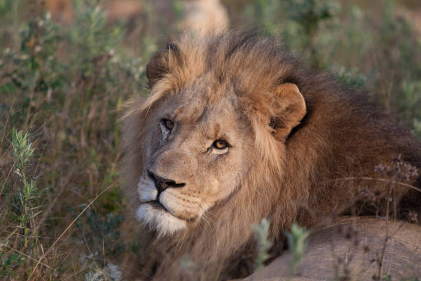 istock Male Lion lying down 1068044888