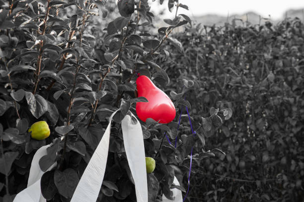 a red balloon heart on a shrub with green apples and violet ribbon as wedding decoration, black-and-white coloured photograph