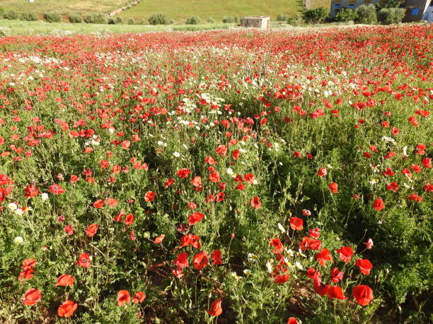 istock Field of flower 1068058578