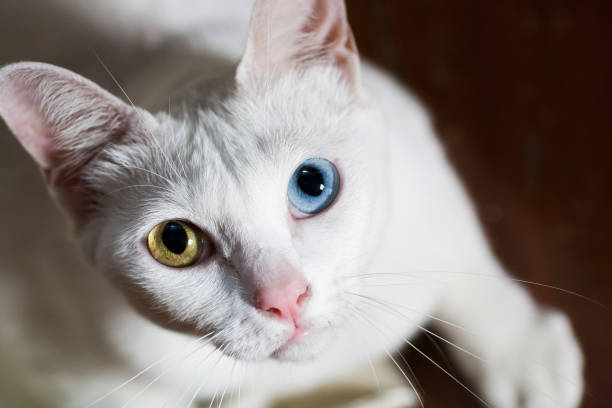 puro gato blanco con ojos impares - color de ojos fotografías e imágenes de stock