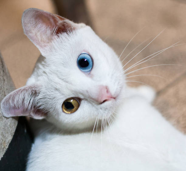 Pure White Cat with odd eyes stock photo