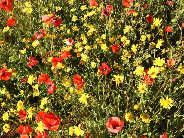 istock Field of flower 1068071480