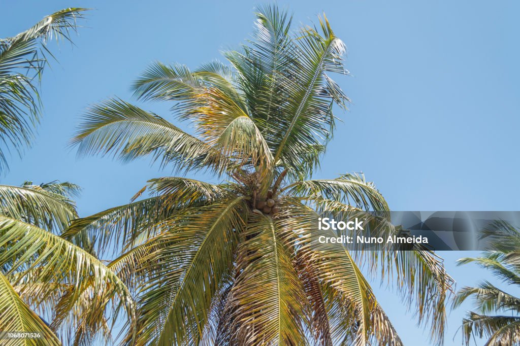 Detailed view of palm trees on the island of Mussulo, Luanda, Angola Detailed view of palm trees on the island of Mussulo, Luanda, Angola... Angola Stock Photo