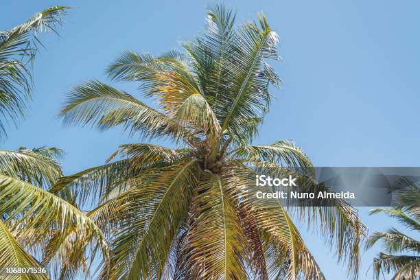Detailed View Of Palm Trees On The Island Of Mussulo Luanda Angola Stock Photo - Download Image Now