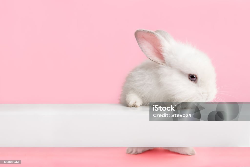 Carino coniglietto bianco che ti guarda. - Foto stock royalty-free di Coniglio - Animale