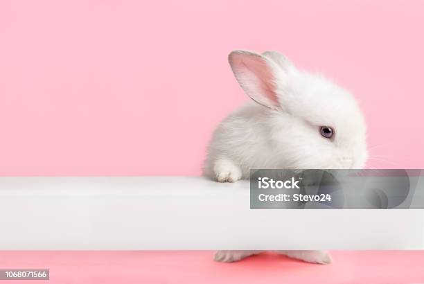 Carino Coniglietto Bianco Che Ti Guarda - Fotografie stock e altre immagini di Coniglio - Animale - Coniglio - Animale, Pasqua, Bianco