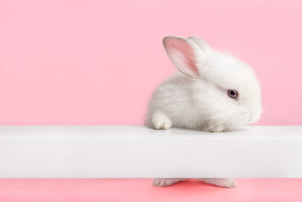 Cute white bunny rabbit looking at you. Cute white bunny rabbit climbing up and looking at you with pink background. fluffy rabbit stock pictures, royalty-free photos & images