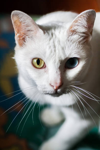 istock Pure White Cat with odd eyes 1068071656