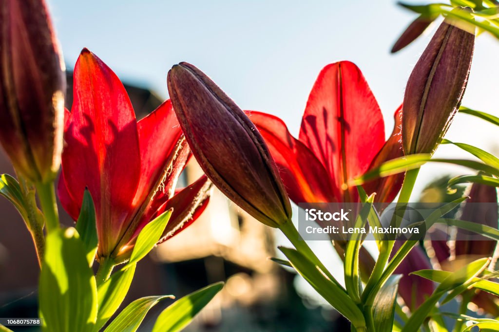 Foto de Flores De Lírio Vermelho Brilhante Contra O Sol De Tarde De Verão  Lírios Vermelhos Doces Brilhantes Noite Luz Traseira Flor De Lírio  Simboliza A Pureza E Beleza Refinada e mais