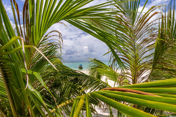 istock View of the PODA beach through palm leaves 1068079944