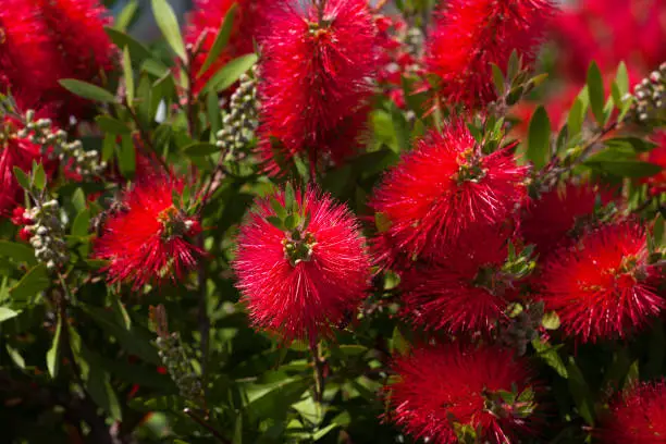 Blossoming flowers of callistemon at sun spring day. Selective focus.