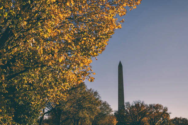 istock Washington Monument with a Tree in the Autumn 1068083190