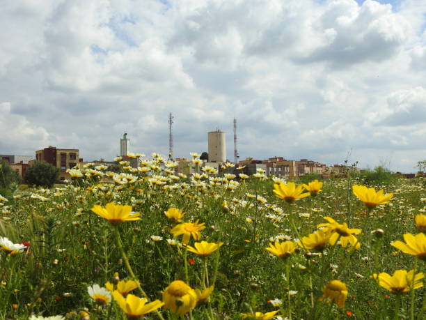 istock Field of flower 1068086442