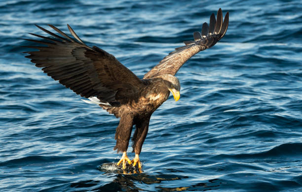 istock White-tailed eagles fishing. 1068093466