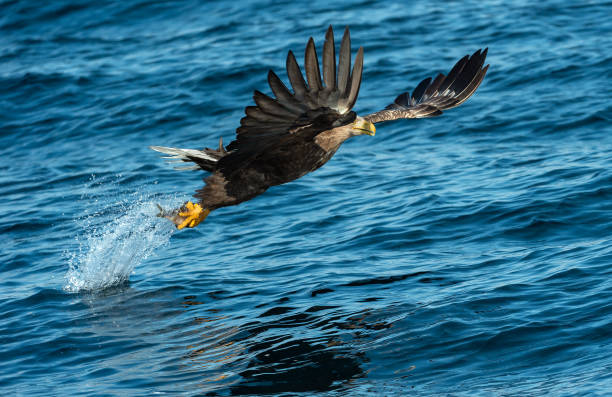 istock White-tailed eagles fishing. 1068094176