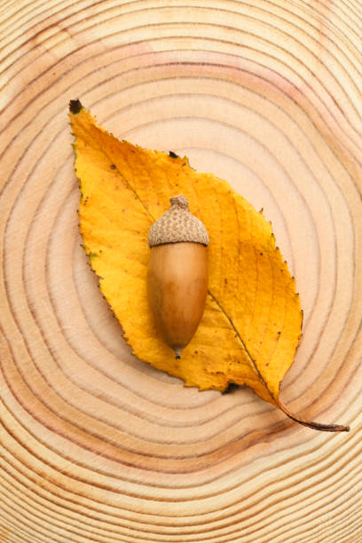 istock Overhead shot of Acorn with fallen leaf on the tree cross section. 1068097824