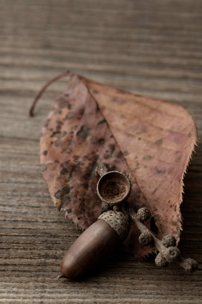 istock High angle view of Acorn with fallen leaf on the wooden table. 1068097982
