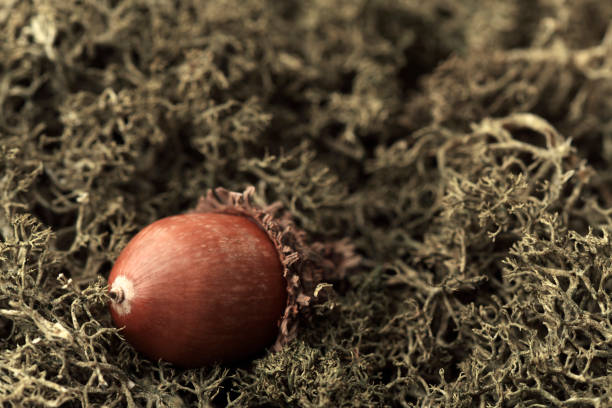 High angle view of acorn on the moss with copy space.